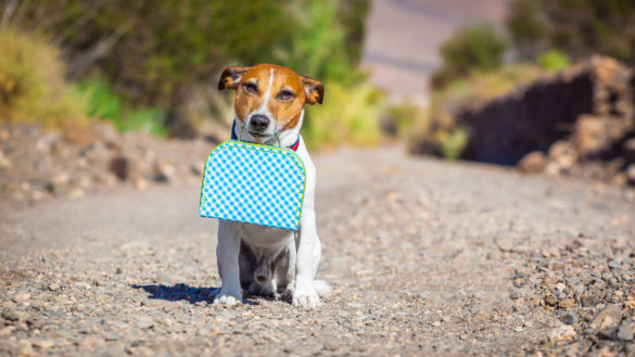 Fler vill resa utomlands med sin hund eller katt